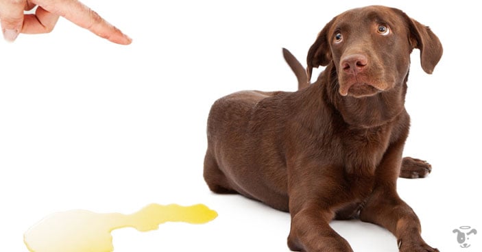 Common Mistakes in Dog Training and How to Avoid Them