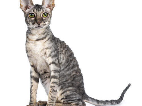 Cornish Rex