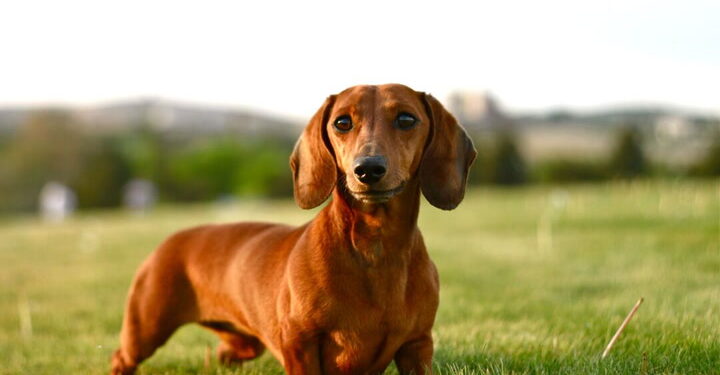 Dachshund dogs