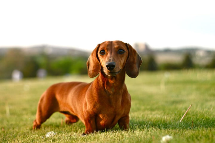 Dachshund dogs