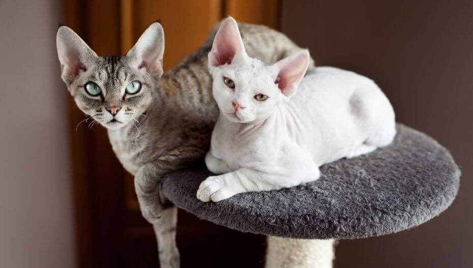 Devon Rex