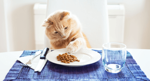 Feeding Habits and Dietary Patterns for Kitten