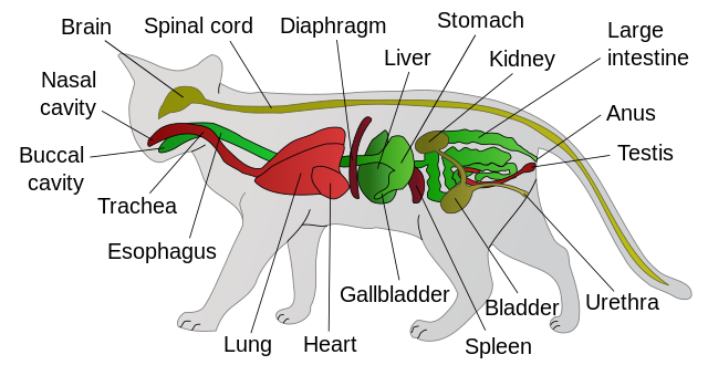 Feline Lower Urinary Tract Disease (FLUTD)