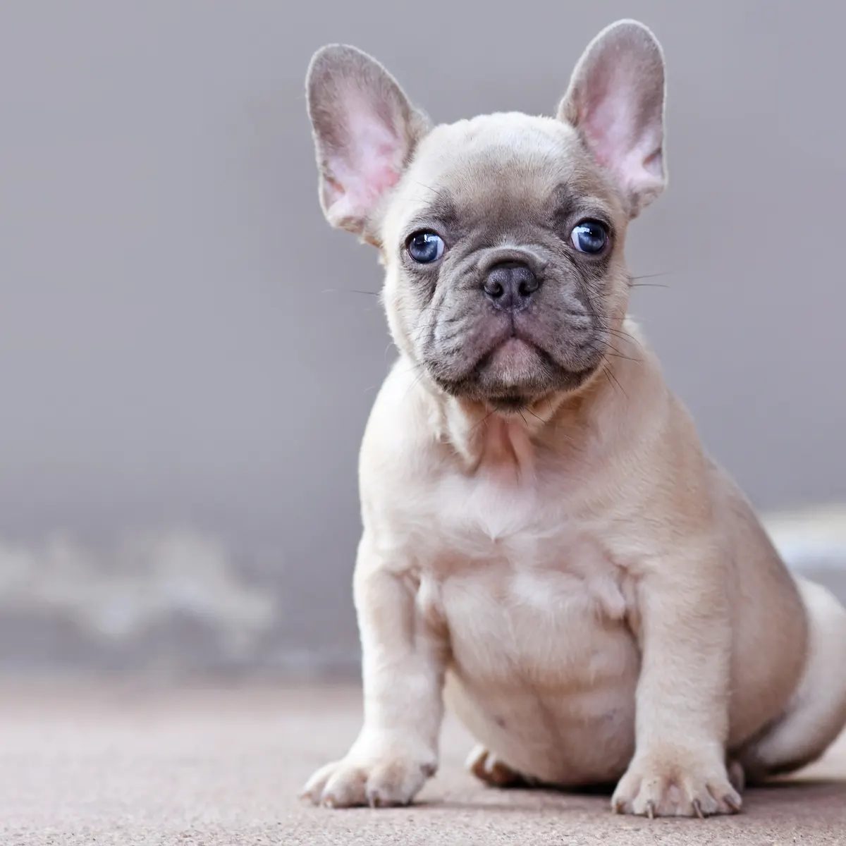 French Bulldog