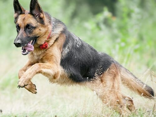 German Shepherd