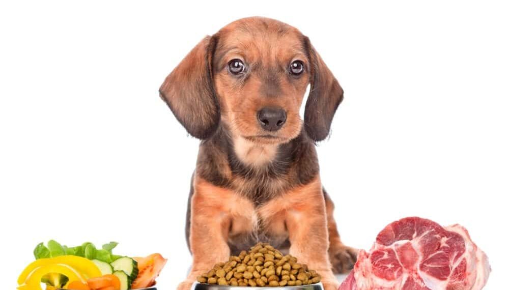 Grain-Free Dog Foods