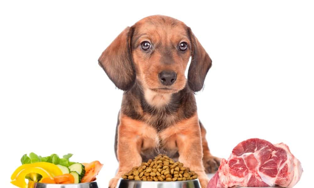 Grain-Free Dog Foods