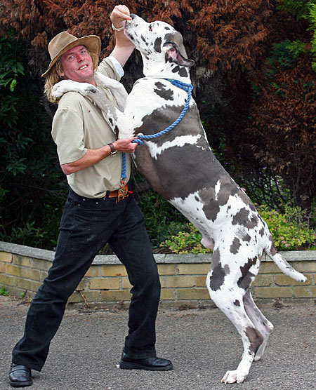 Great Dane f