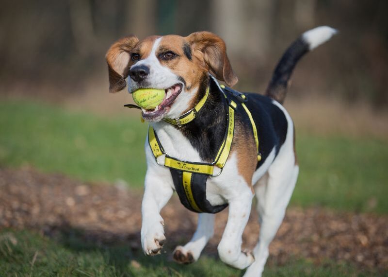 Harness for dog training