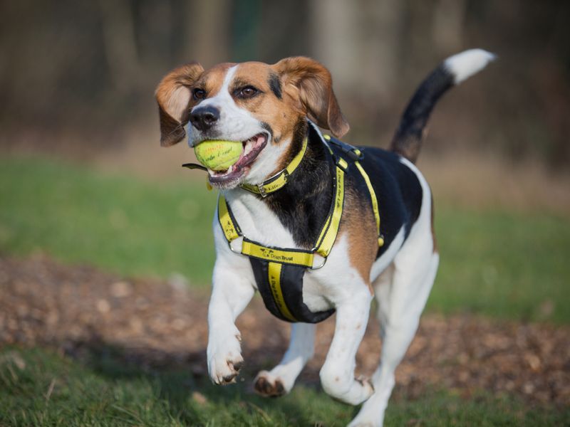 Harness for dog training