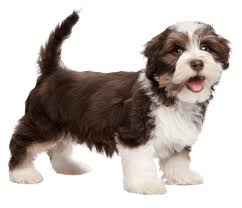 Havanese