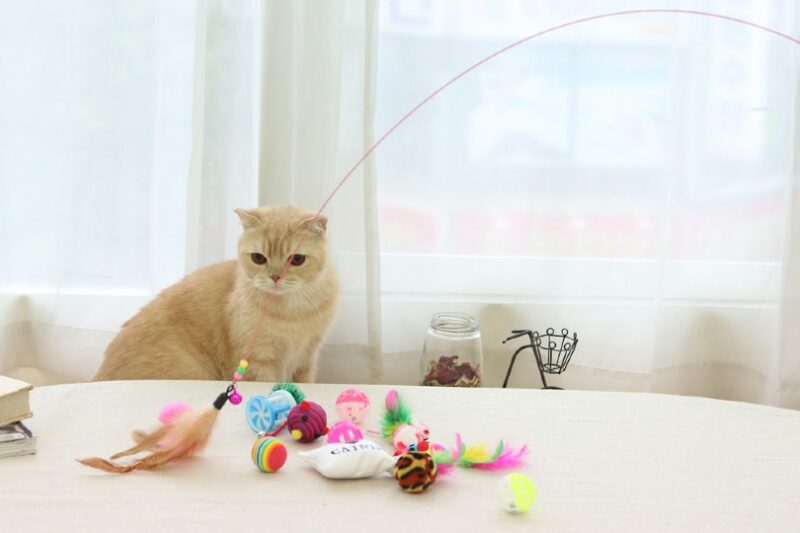 How to Clean and Maintain Your Cat's Toys