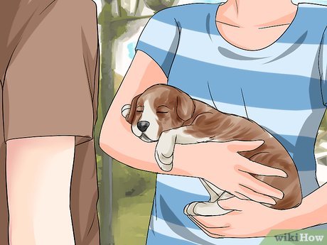 How to Properly Pick Up Your Puppy