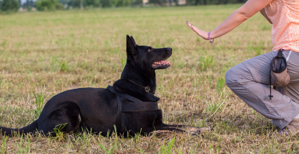 Introduction to Dog Training for Obedience