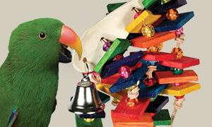 Key Benefits of Bird Toys