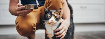 Key Considerations for Cat Owners