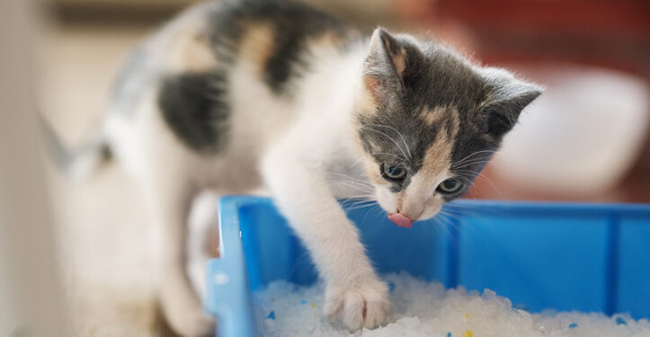 Practical Steps for Socializing Your Kitten