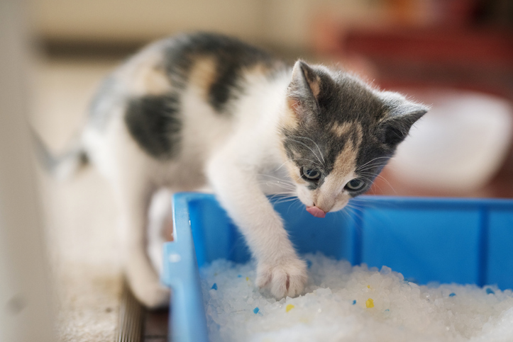 Practical Steps for Socializing Your Kitten