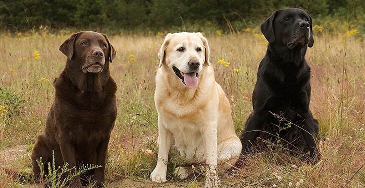 Labrador Retriever