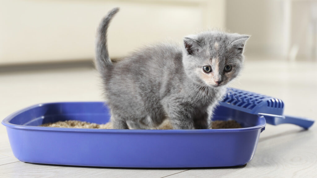 Litter Box Training and Hygiene for Kitten