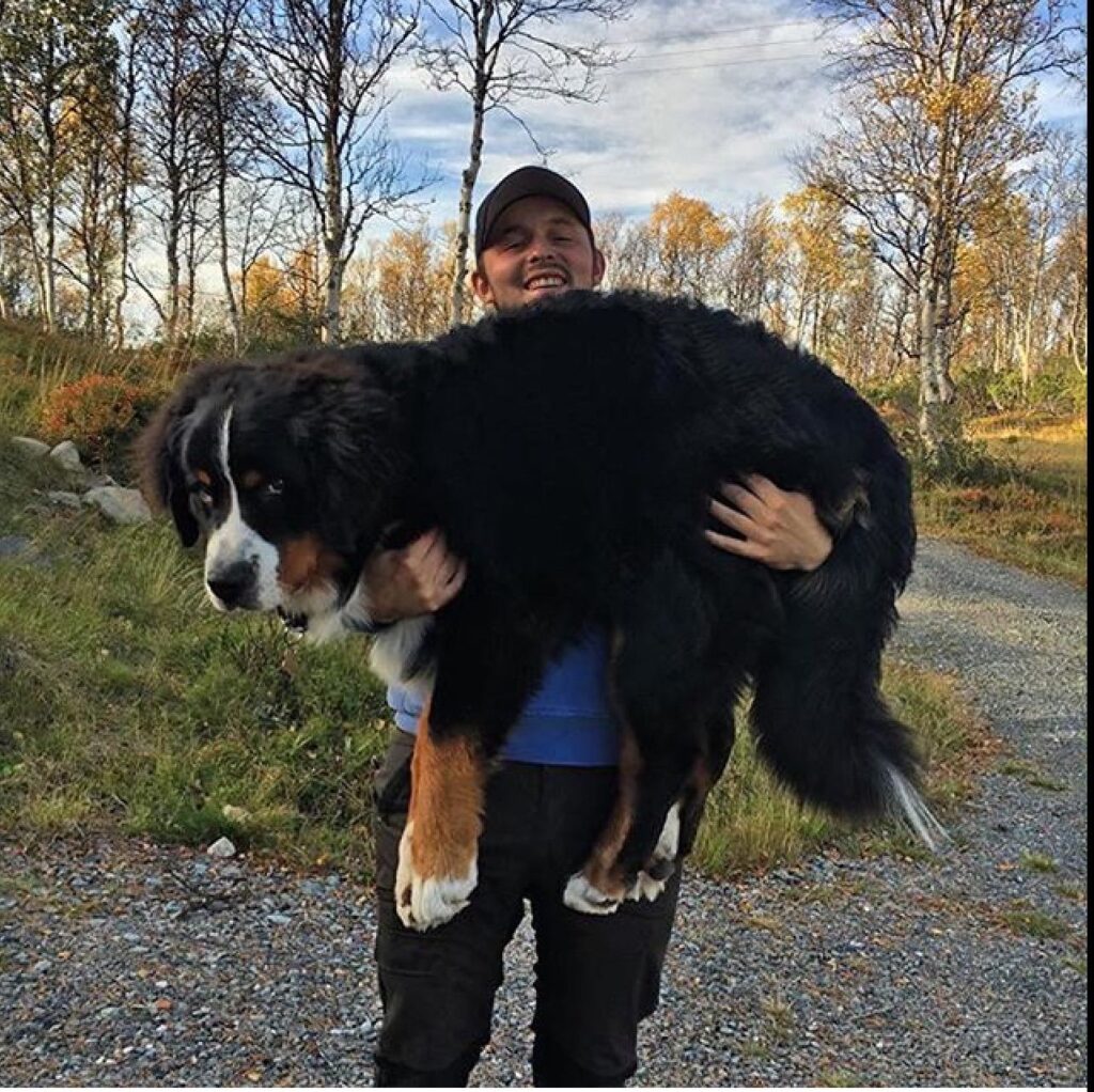 Majestic Bernese Mountain Dog h