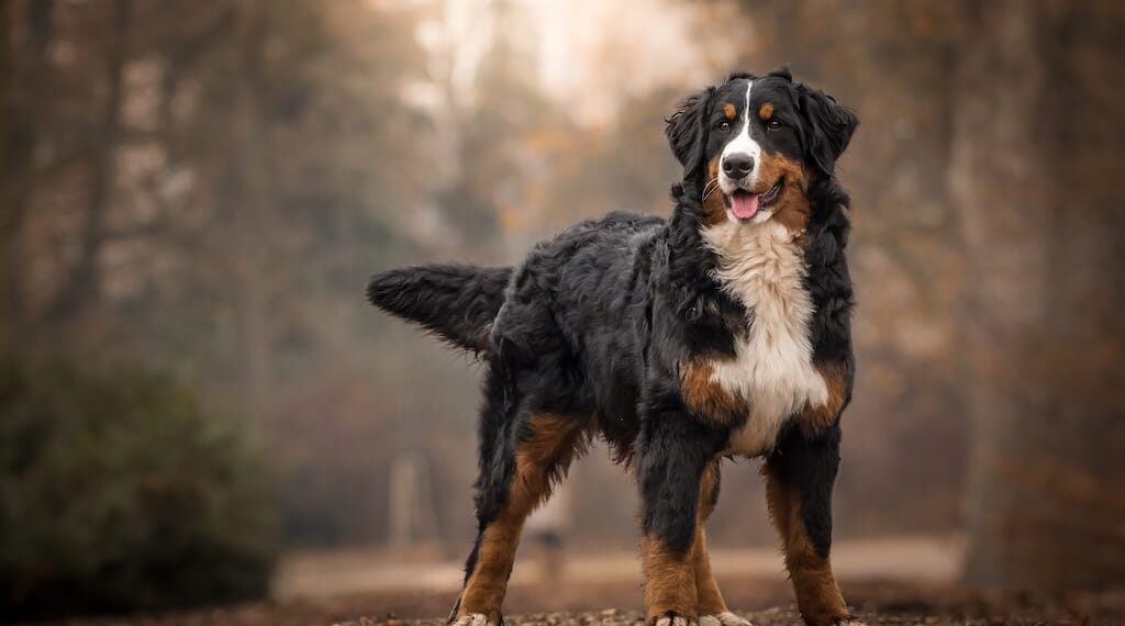 Majestic Bernese Mountain Dog s