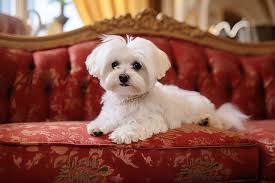 Maltese