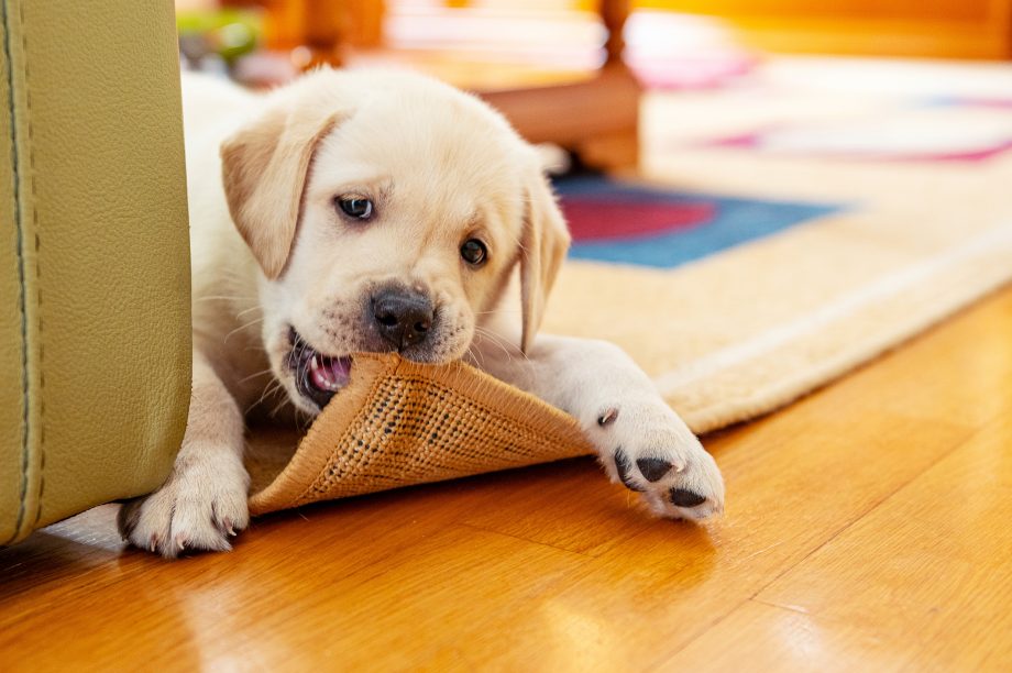 Managing Barking and Chewing