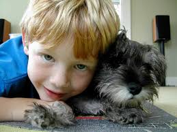 Miniature Schnauzer for kids