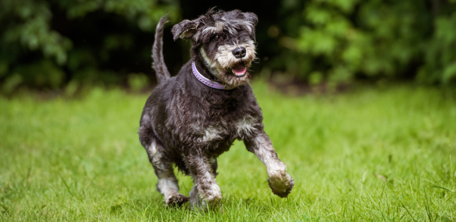 Miniature Schnauzer