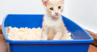 Most kittens learn to use a litter box quickly