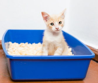 Most kittens learn to use a litter box quickly