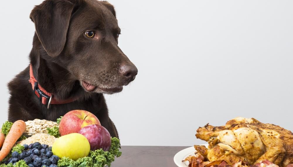 Nutrient Requirements for Dogs