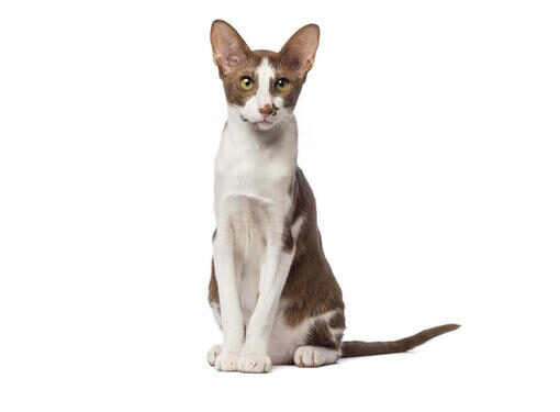 Oriental Shorthair