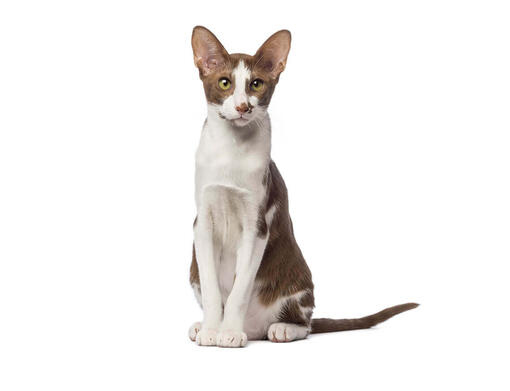 Oriental Shorthair