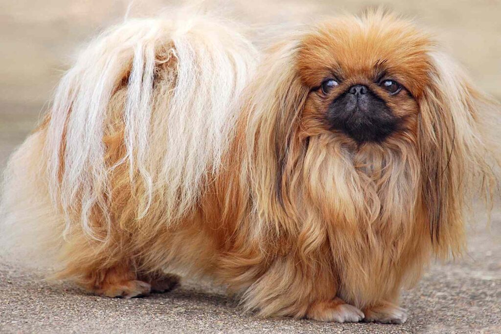 Easygoing Small Dog Breeds for Hectic Lifestyles