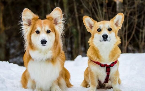 Pembroke Welsh Corgi