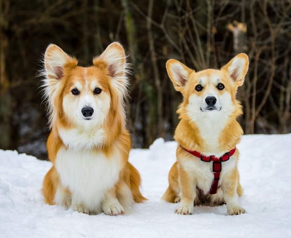 Pembroke Welsh Corgi