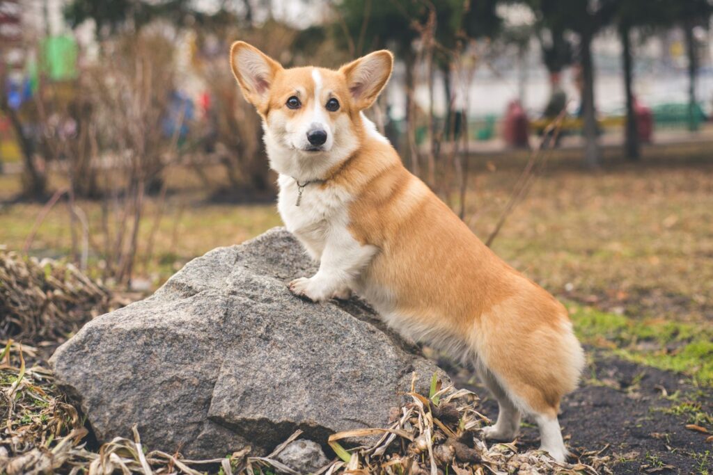 Pembroke Welsh Corgi