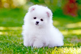 Pomeranian