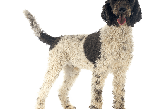 Portuguese Water Dogs are energetic