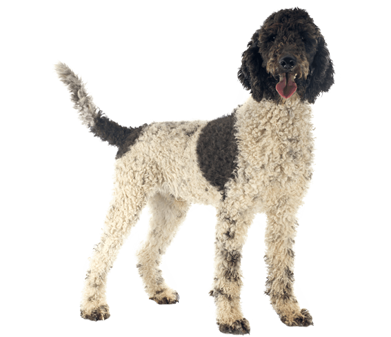 Portuguese Water Dogs are energetic