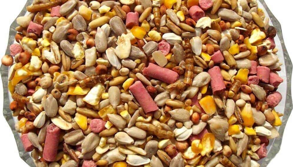 Premium Seed Blends