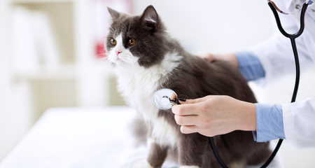 Preventative Measures for Long-Term Cat Health