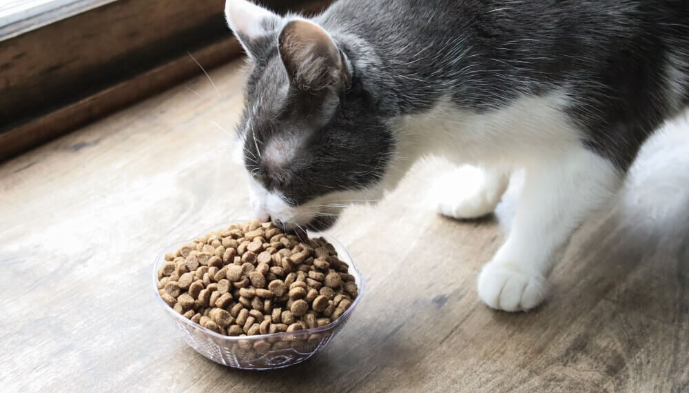 Pros and Cons of Dry Food