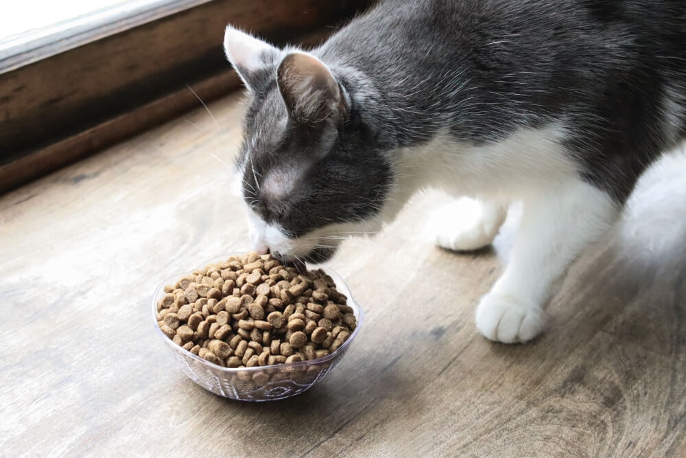 Pros and Cons of Dry Food