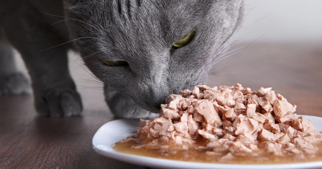 Pros and Cons of Wet Food