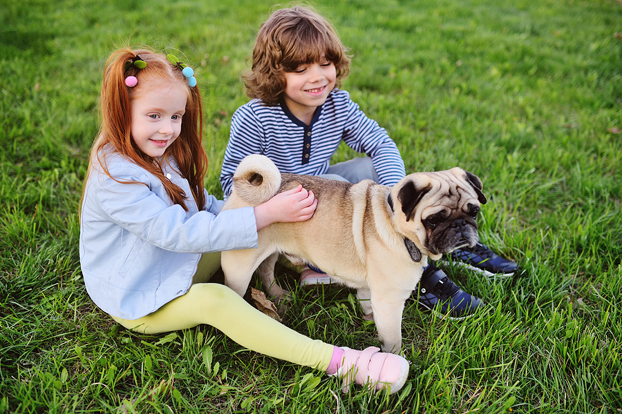 pug for kids