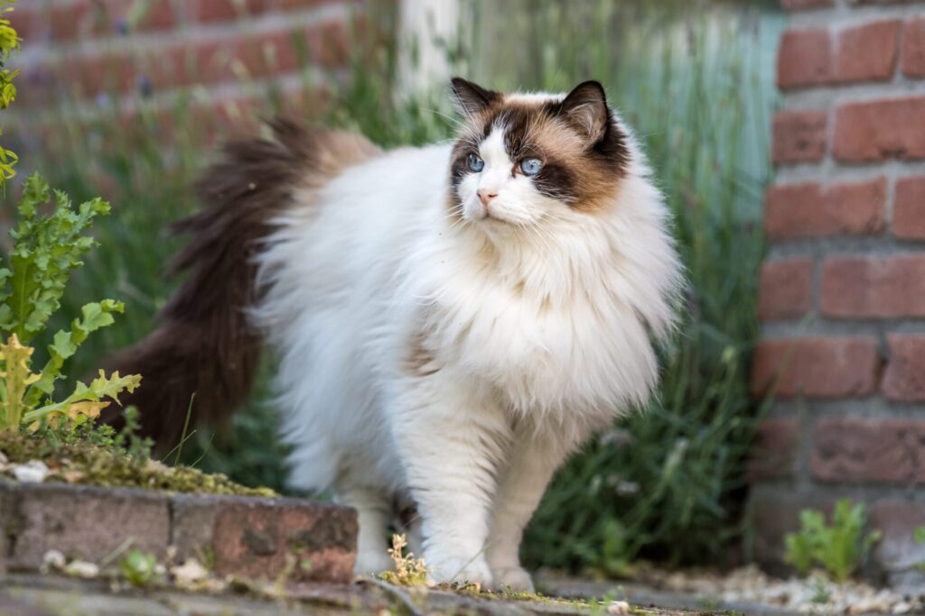 Ragdoll Cats1