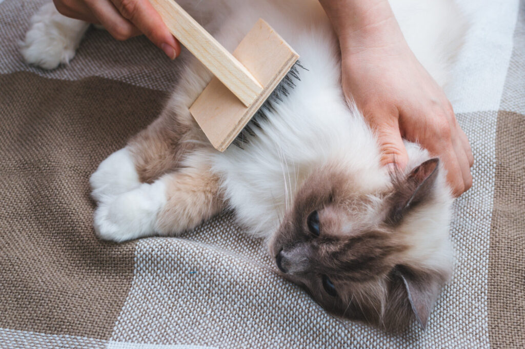 Regular Brushing